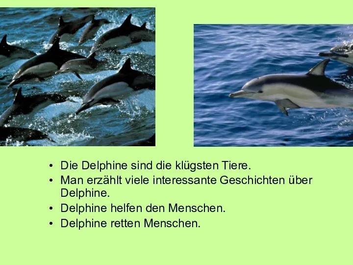 Die Delphine sind die klügsten Tiere. Man erzählt viele interessante