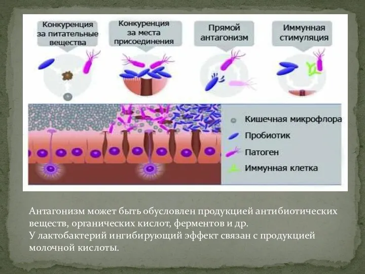 Антагонизм может быть обусловлен продукцией антибиотических веществ, органических кислот, ферментов