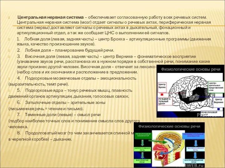 Центральная нервная система – обеспечивает согласованную работу всех речевых систем.