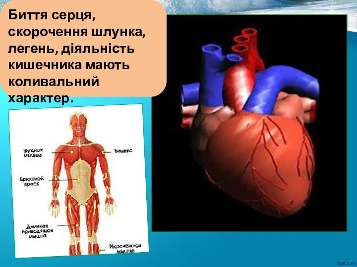 Биття серця, скорочення шлунка, легень, діяльність кишечника мають коливальний характер.