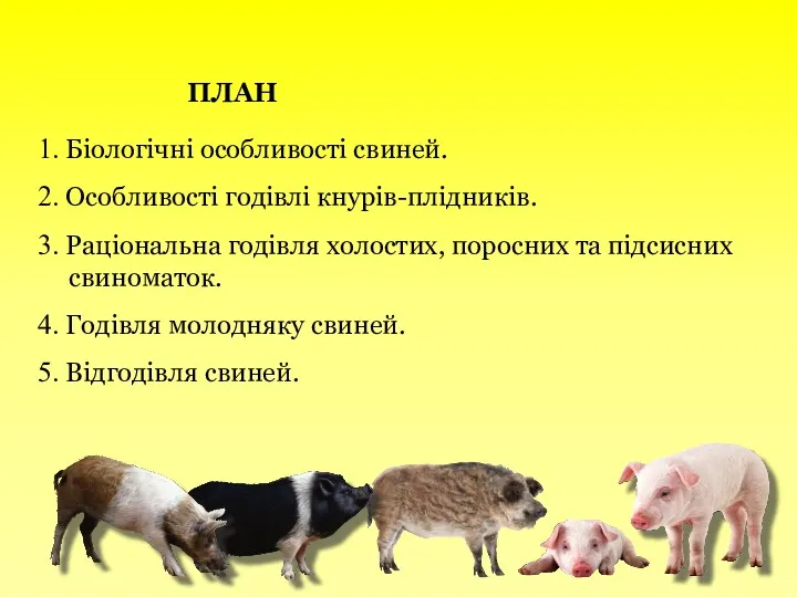 ПЛАН 1. Біологічні особливості свиней. 2. Особливості годівлі кнурів-плідників. 3.