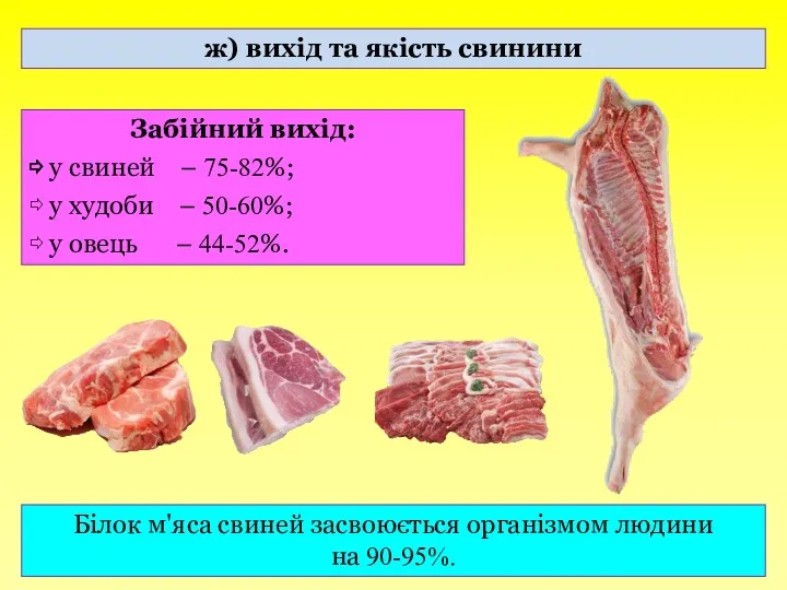 ж) вихід та якість свинини Забійний вихід: ⇨ у свиней