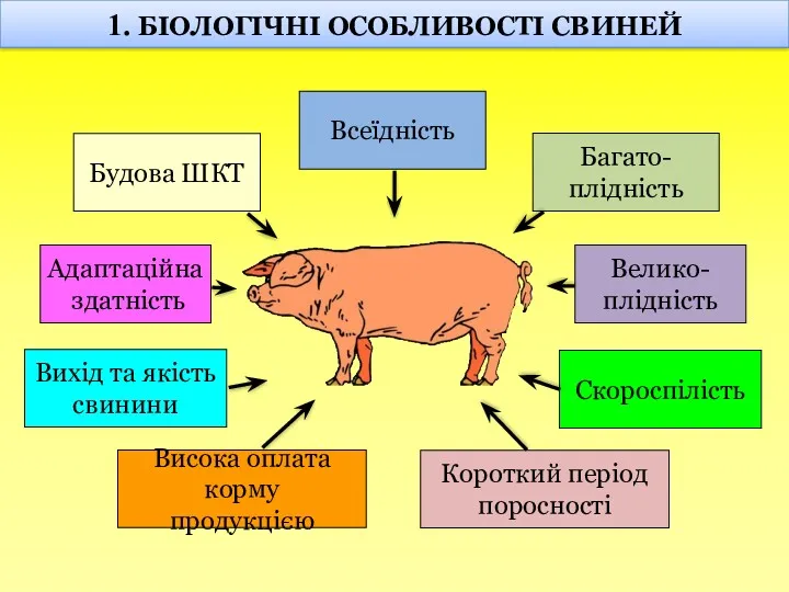 1. БІОЛОГІЧНІ ОСОБЛИВОСТІ СВИНЕЙ Будова ШКТ Всеїдність Багато- плідність Велико-