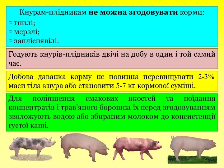 Кнурам-плідникам не можна згодовувати корми: ⇨ гнилі; ⇨ мерзлі; ⇨