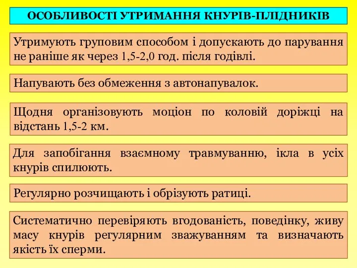 ОСОБЛИВОСТІ УТРИМАННЯ КНУРІВ-ПЛІДНИКІВ Утримують груповим способом і допускають до парування