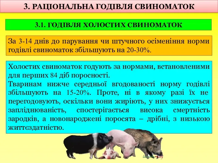 3. РАЦІОНАЛЬНА ГОДІВЛЯ СВИНОМАТОК 3.1. ГОДІВЛЯ ХОЛОСТИХ СВИНОМАТОК За 3-14