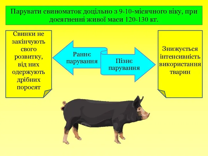 Парувати свиноматок доцільно з 9-10-місячного віку, при досягненні живої маси