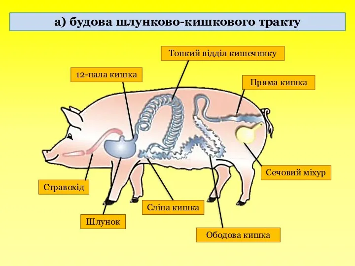 а) будова шлунково-кишкового тракту Стравохід Шлунок 12-пала кишка Тонкий відділ