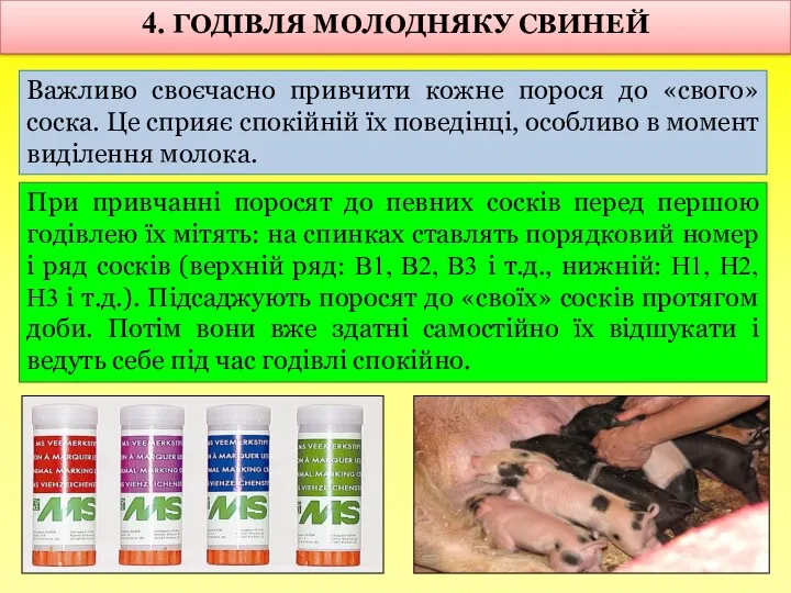 При привчанні поросят до певних сосків перед першою годівлею їх