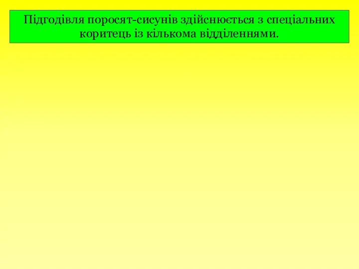 Підгодівля поросят-сисунів здійснюється з спеціальних коритець із кількома відділеннями. Потовчена