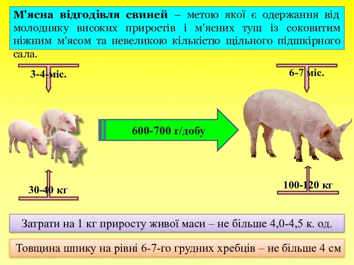 600-700 г/добу М'ясна відгодівля свиней – метою якої є одержання