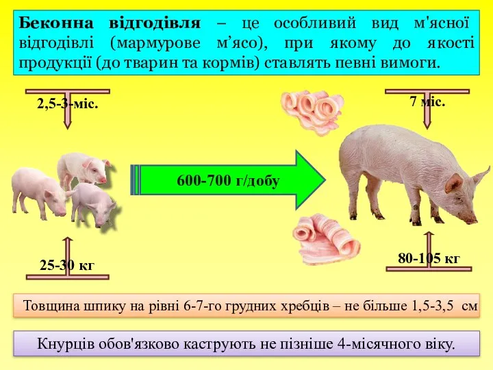 600-700 г/добу 7 міс. 2,5-3-міс. 25-30 кг 80-105 кг Кнурців