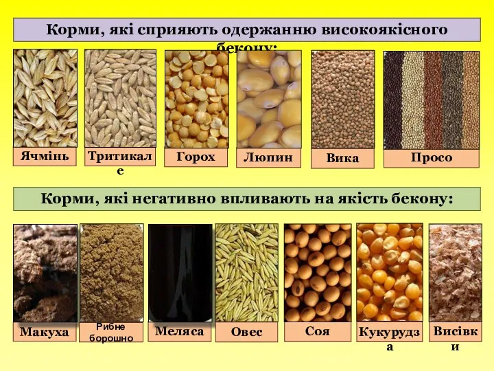 Корми, які сприяють одержанню високоякісного бекону: Корми, які негативно впливають