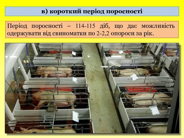 в) короткий період поросності Період поросності – 114-115 діб, що