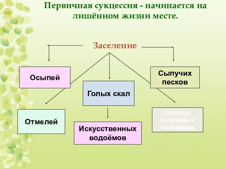 Первичная сукцессия - начинается на лишённом жизни месте. Заселение Осыпей