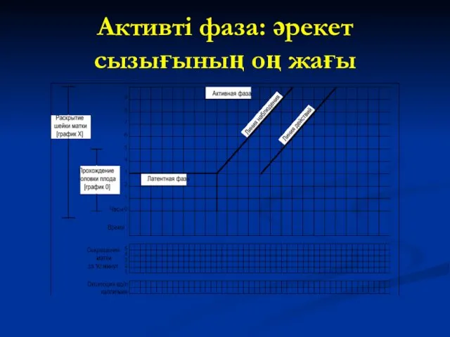 Активті фаза: әрекет сызығының оң жағы