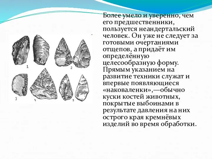 Более умело и уверенно, чем его предшественники, пользуется неандертальский человек.