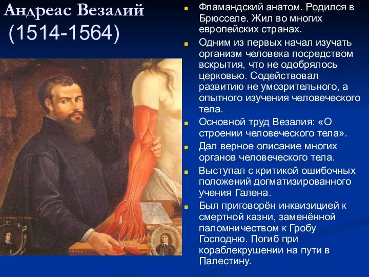 Андреас Везалий (1514-1564) Фламандский анатом. Родился в Брюсселе. Жил во