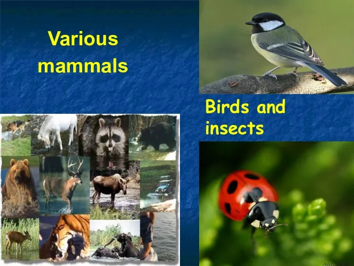 Various mammals Birds and insects