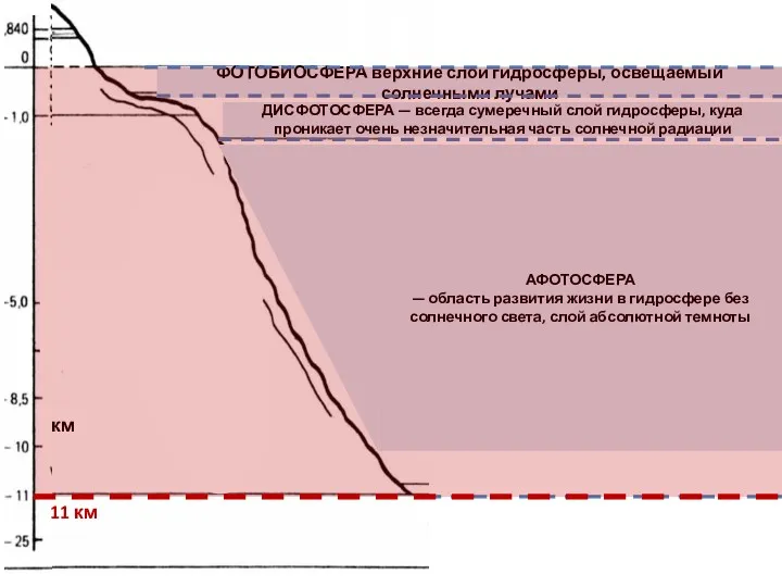 ФОТОБИОСФЕРА верхние слои гидросферы, освещаемый солнечными лучами ДИСФОТОСФЕРА — всегда
