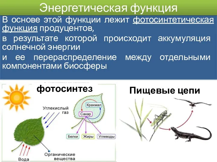 В основе этой функции лежит фотосинтетическая функция продуцентов, в результате