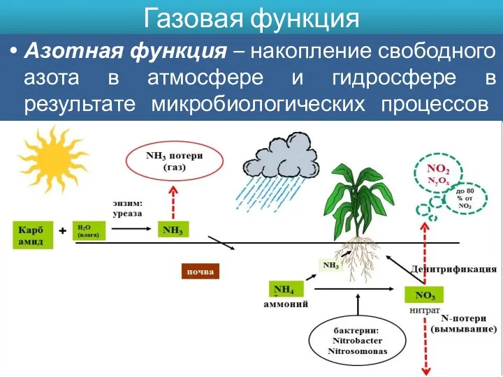 Газовая функция Азотная функция – накопление свободного азота в атмосфере