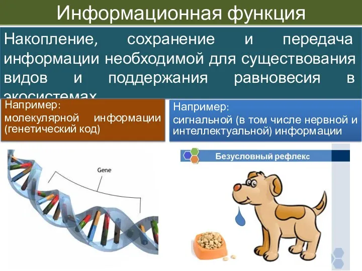 Накопление, сохранение и передача информации необходимой для существования видов и