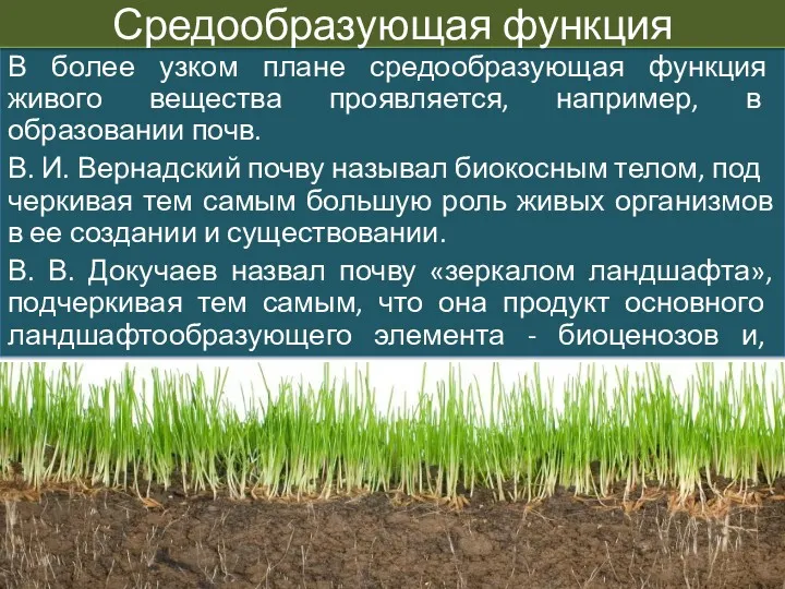 В более узком плане средообразующая функция живого веще­ства проявляется, например,