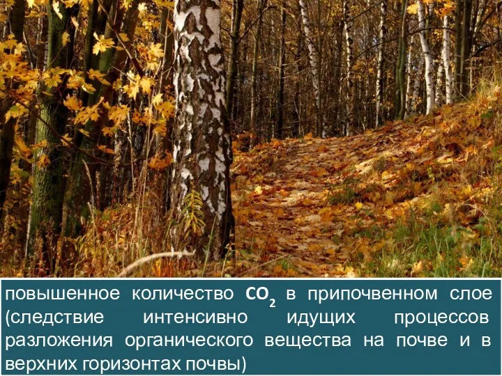 повышенное количество CO2 в припочвенном слое (следствие интенсивно идущих процессов