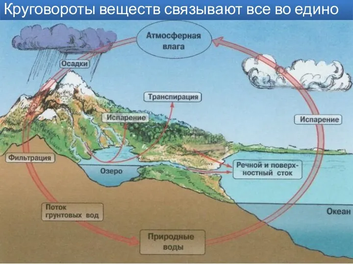 Круговороты веществ связывают все во едино