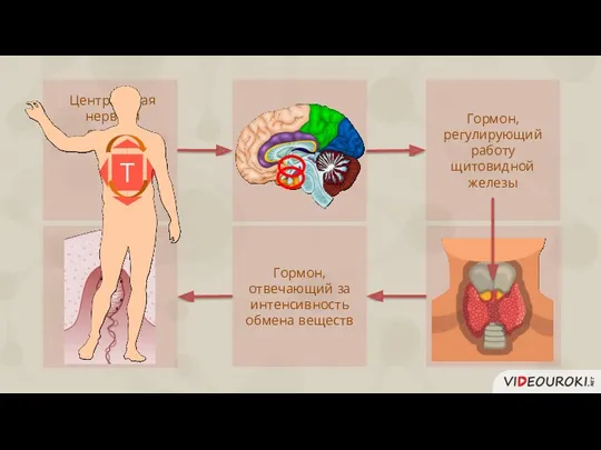 Гормон, отвечающий за интенсивность обмена веществ Гормон, регулирующий работу щитовидной железы Центральная нервная система Т