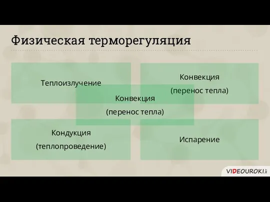 Физическая терморегуляция Теплоизлучение Конвекция (перенос тепла) Кондукция (теплопроведение) Испарение Конвекция (перенос тепла)