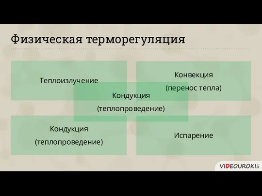 Физическая терморегуляция Теплоизлучение Конвекция (перенос тепла) Кондукция (теплопроведение) Испарение Кондукция (теплопроведение)