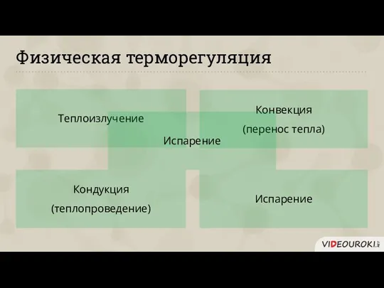 Физическая терморегуляция Теплоизлучение Конвекция (перенос тепла) Кондукция (теплопроведение) Испарение Испарение