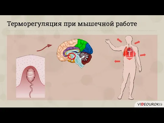 Терморегуляция при мышечной работе Т