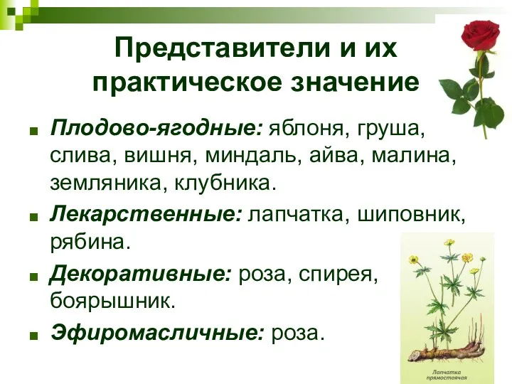 Представители и их практическое значение Плодово-ягодные: яблоня, груша, слива, вишня,