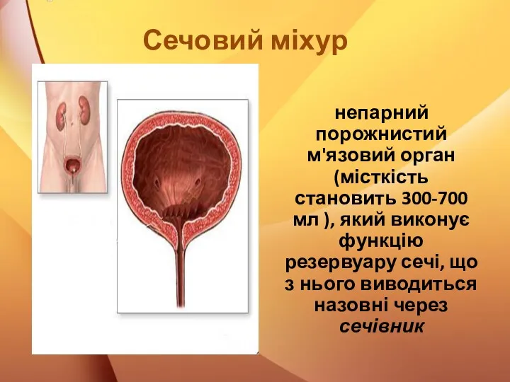 Сечовий міхур непарний порожнистий м'язовий орган (місткість становить 300-700 мл