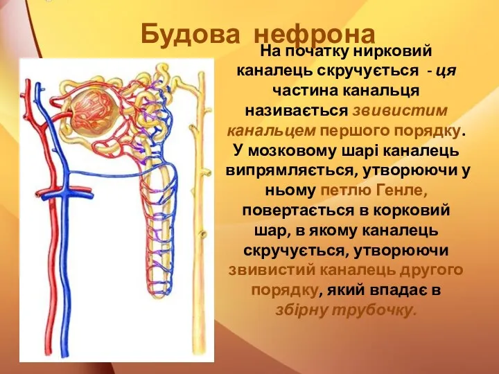 На початку нирковий каналець скручується - ця частина канальця називається