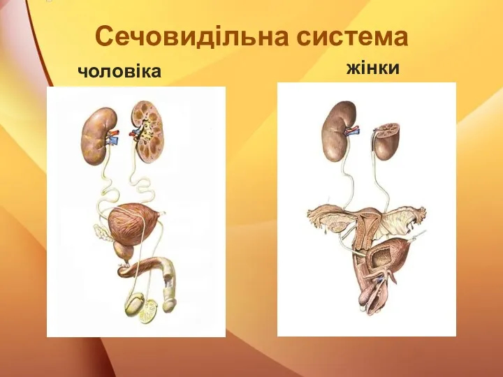 Сечовидільна система чоловіка жінки