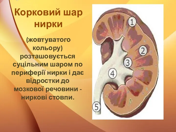 Корковий шар нирки (жовтуватого кольору) розташовується суцільним шаром по периферії нирки і дає