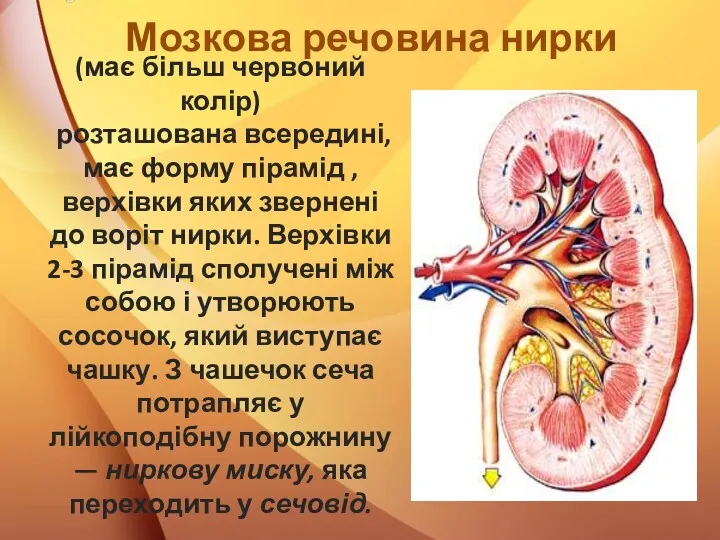 (має більш червоний колір) розташована всередині, має форму пірамід ,