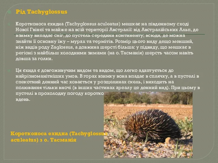 Рід Tachyglossus Коротконоса єхидна (Tachyglossus aculeatus) мешкає на південному сході