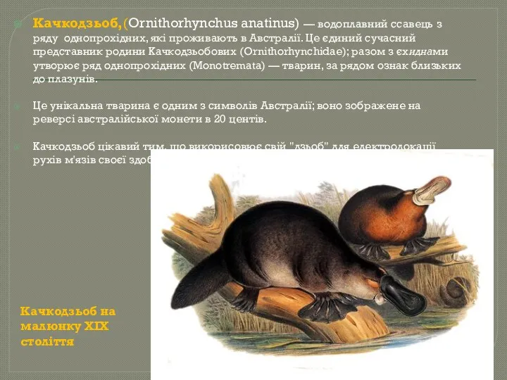 Качкодзьоб,(Ornithorhynchus anatinus) — водоплавний ссавець з ряду однопрохідних, які проживають