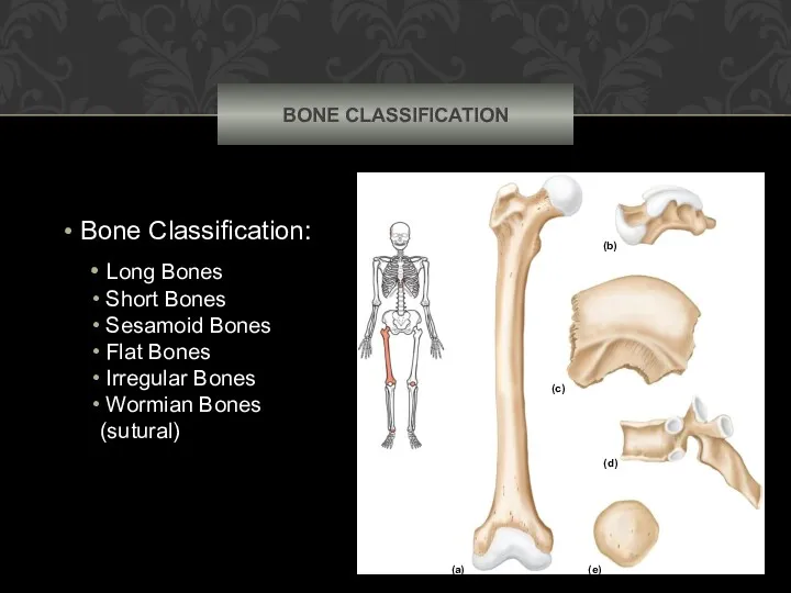 BONE CLASSIFICATION Bone Classification: Long Bones Short Bones Sesamoid Bones