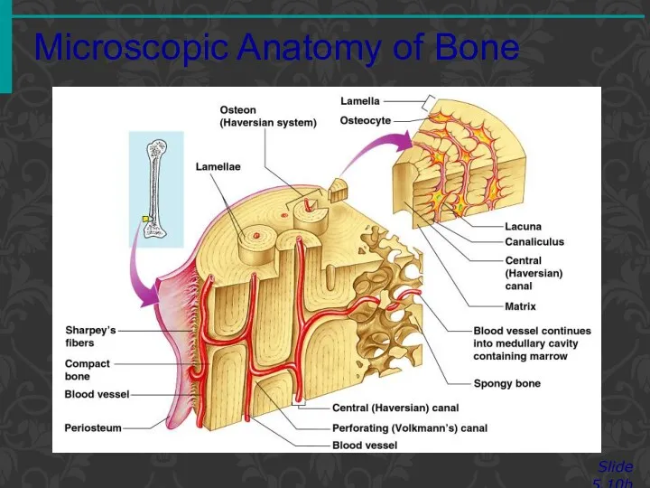 Microscopic Anatomy of Bone Slide 5.10b Figure 5.3