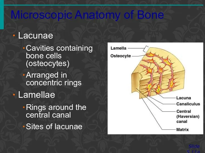 Microscopic Anatomy of Bone Slide 5.11a Lacunae Cavities containing bone