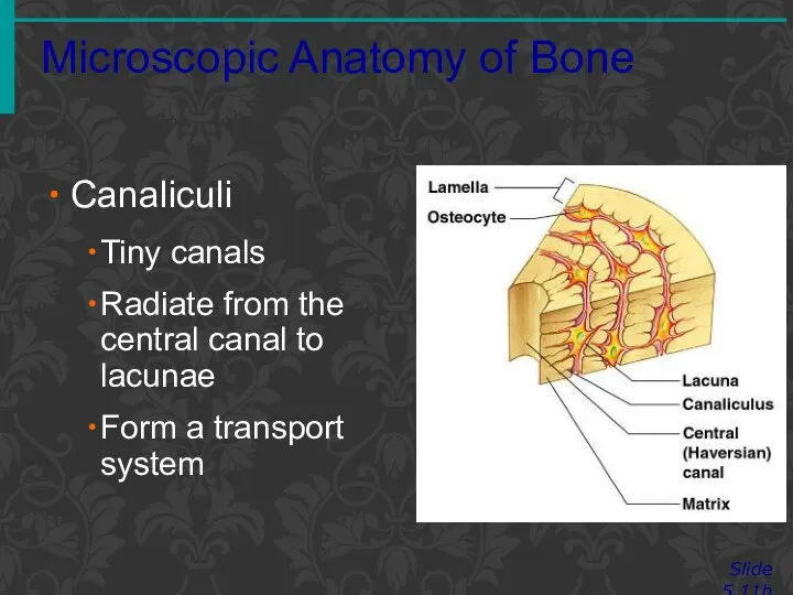 Microscopic Anatomy of Bone Slide 5.11b Canaliculi Tiny canals Radiate