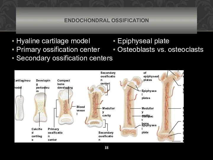 ENDOCHONDRAL OSSIFICATION Hyaline cartilage model Primary ossification center Secondary ossification