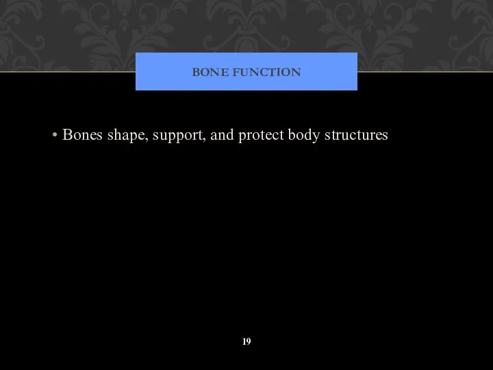 BONE FUNCTION Bones shape, support, and protect body structures