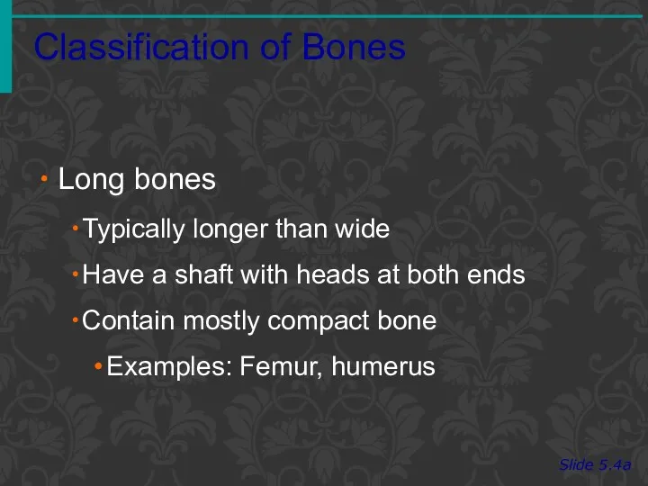 Classification of Bones Slide 5.4a Long bones Typically longer than